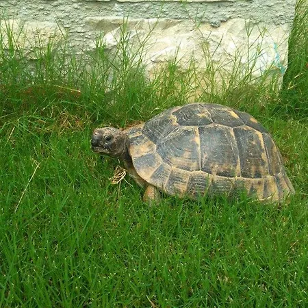 Ξενοδοχείο Sezgin Boutique *