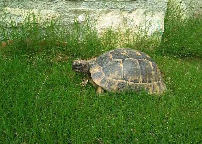 Otel Sezgin Boutique *